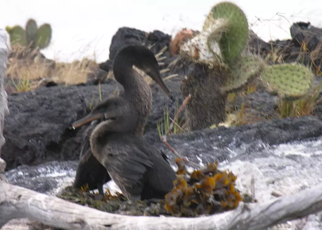 Cormorants nesting, Galapagos Islands, Ecuador