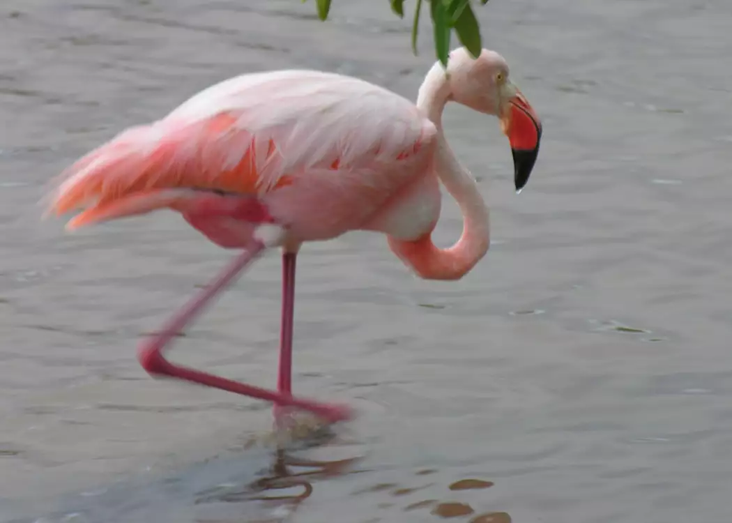 Flamingo, Galapagos Islands, Ecuador