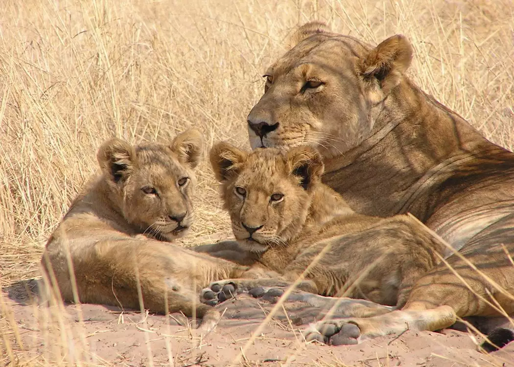 Lion in the Central Kalahari, Botswana