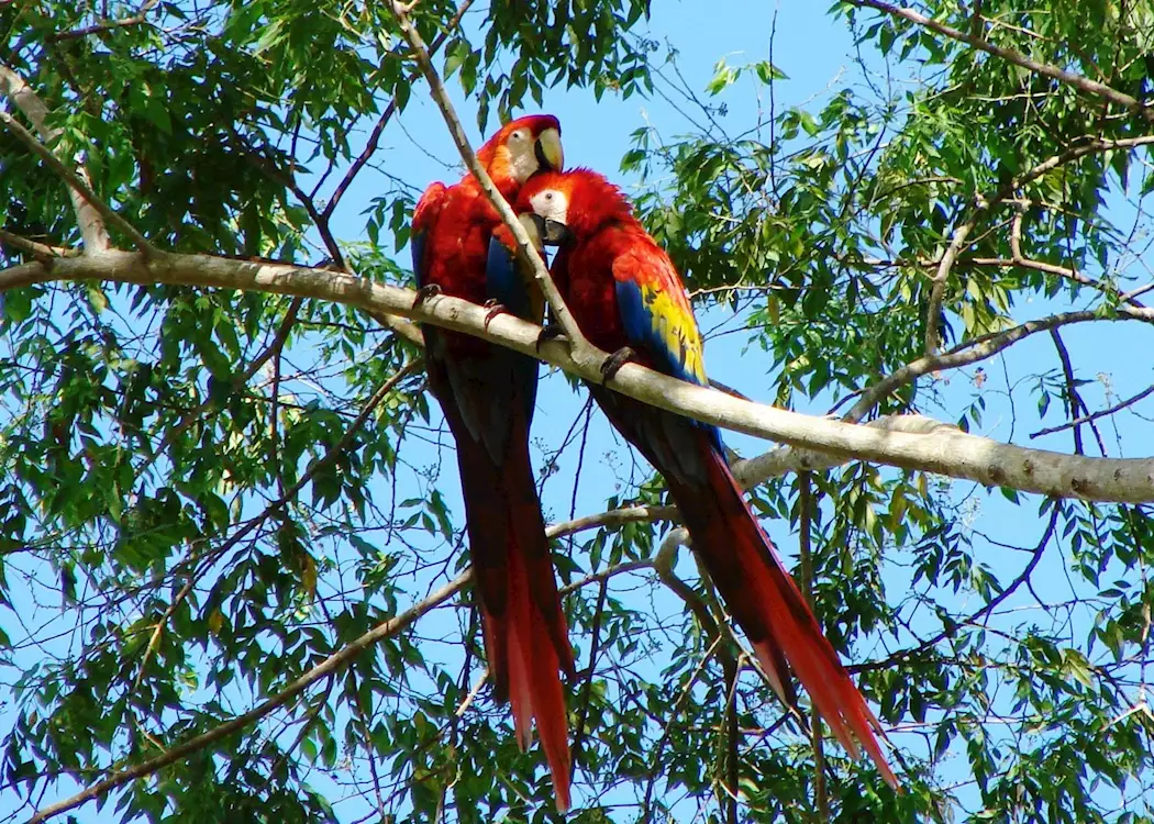 Sacarlet Macaws, Lapa Rios, Costa Rica