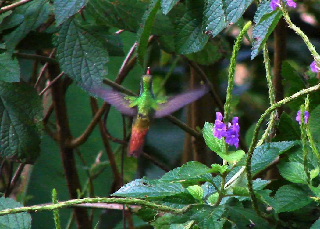 Hummingbird, Turrialba, Costa Rica