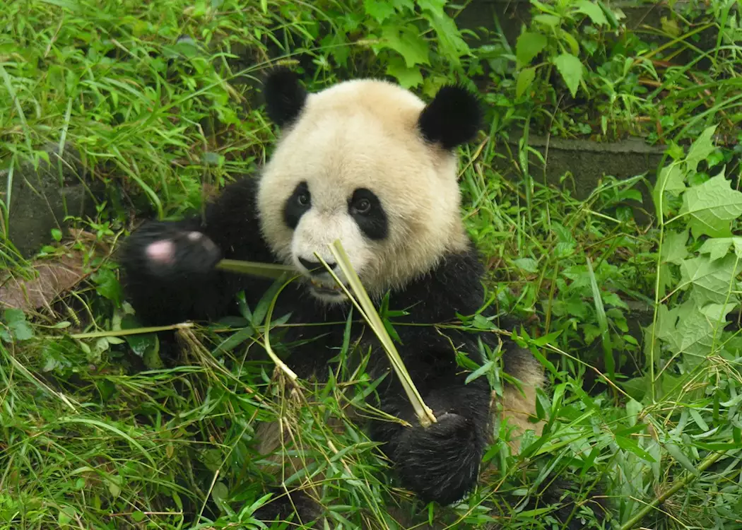 Panda, at Chengdu panda research base