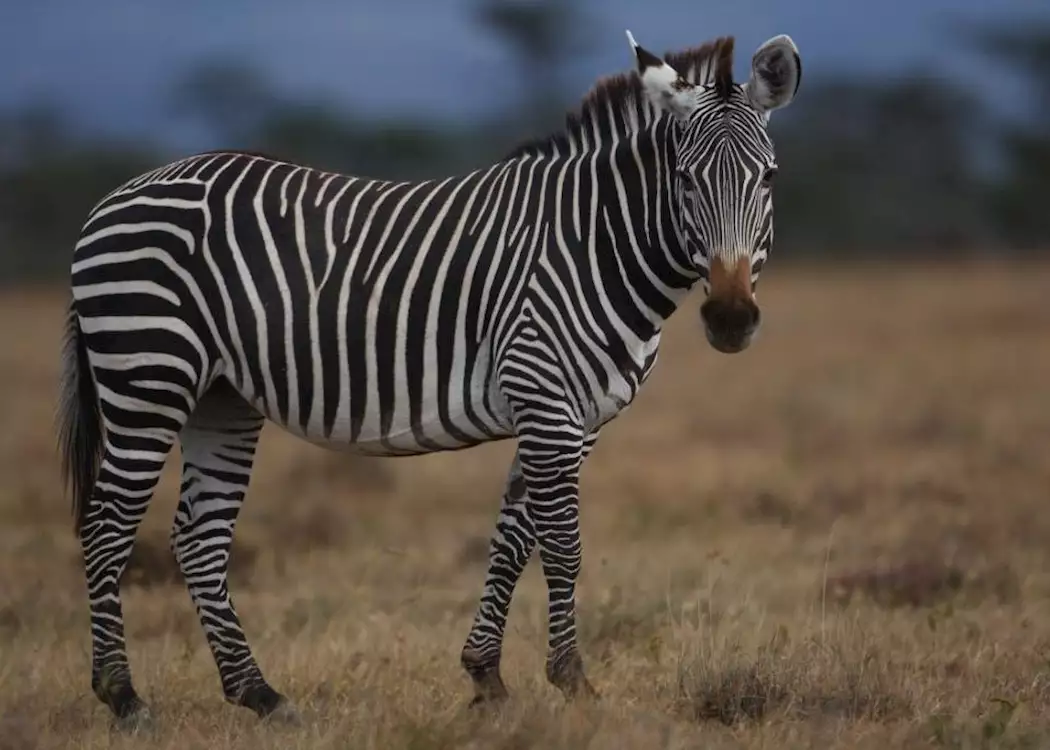 Zebra from Kicheche Laikipia