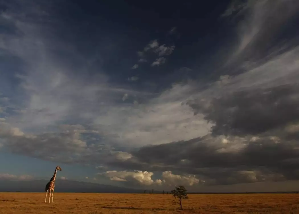 Giraffe awaiting the storm