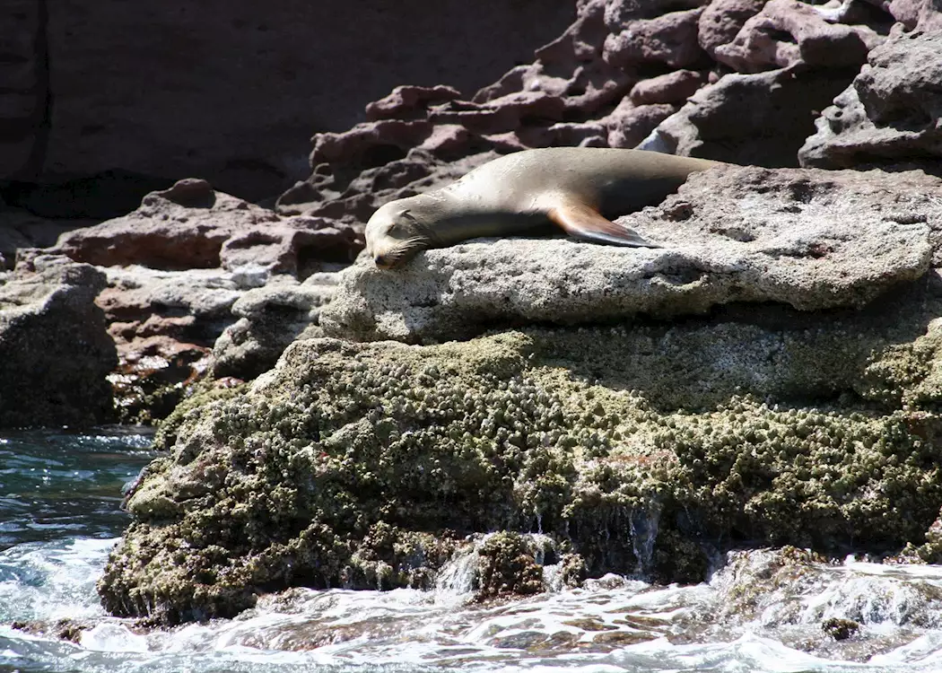 Sleeping Sea-lion, Baja California