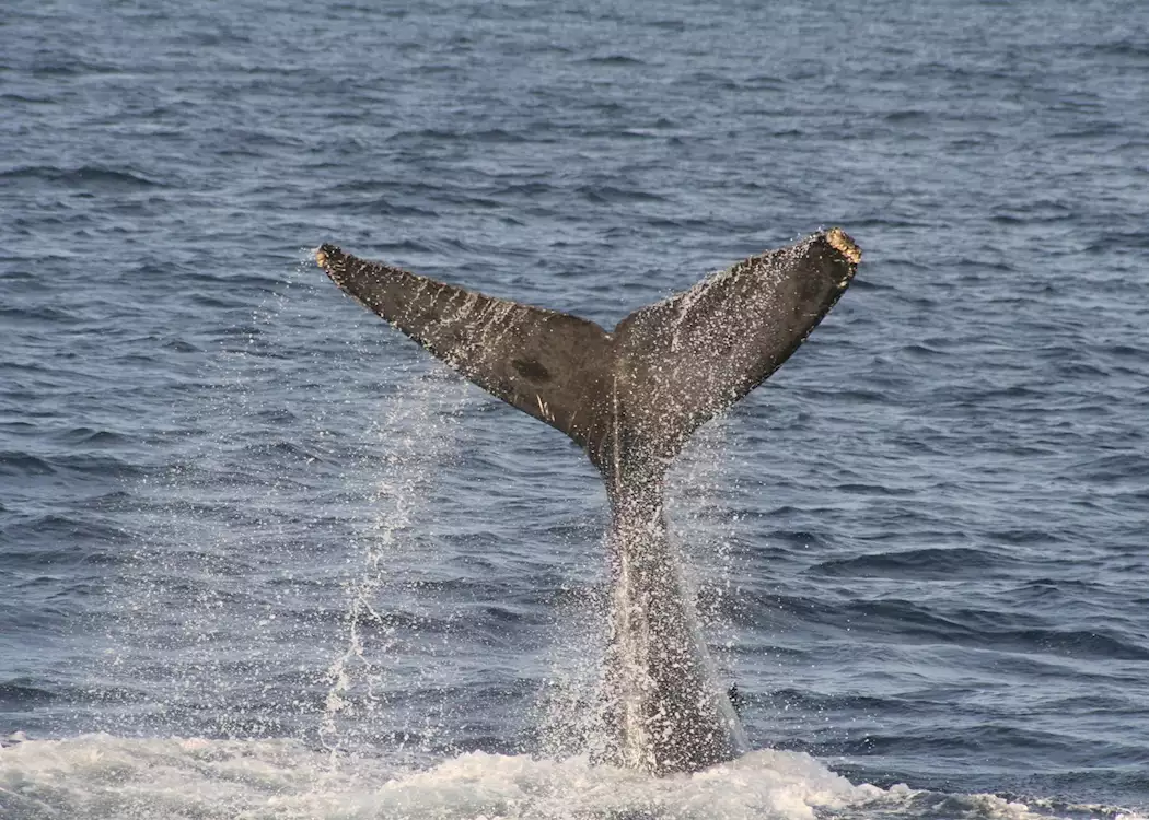 Gray Whale, Baja California