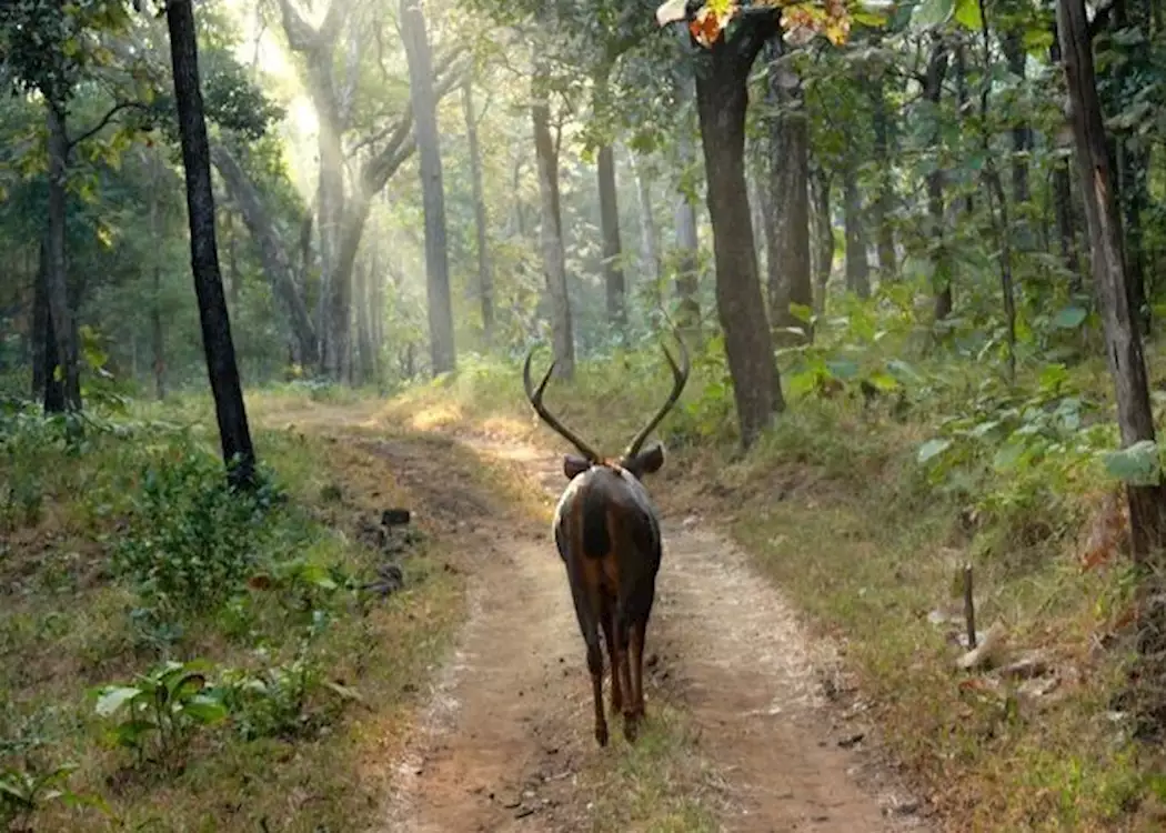 Sambar spotted on a morning safari at Satpura