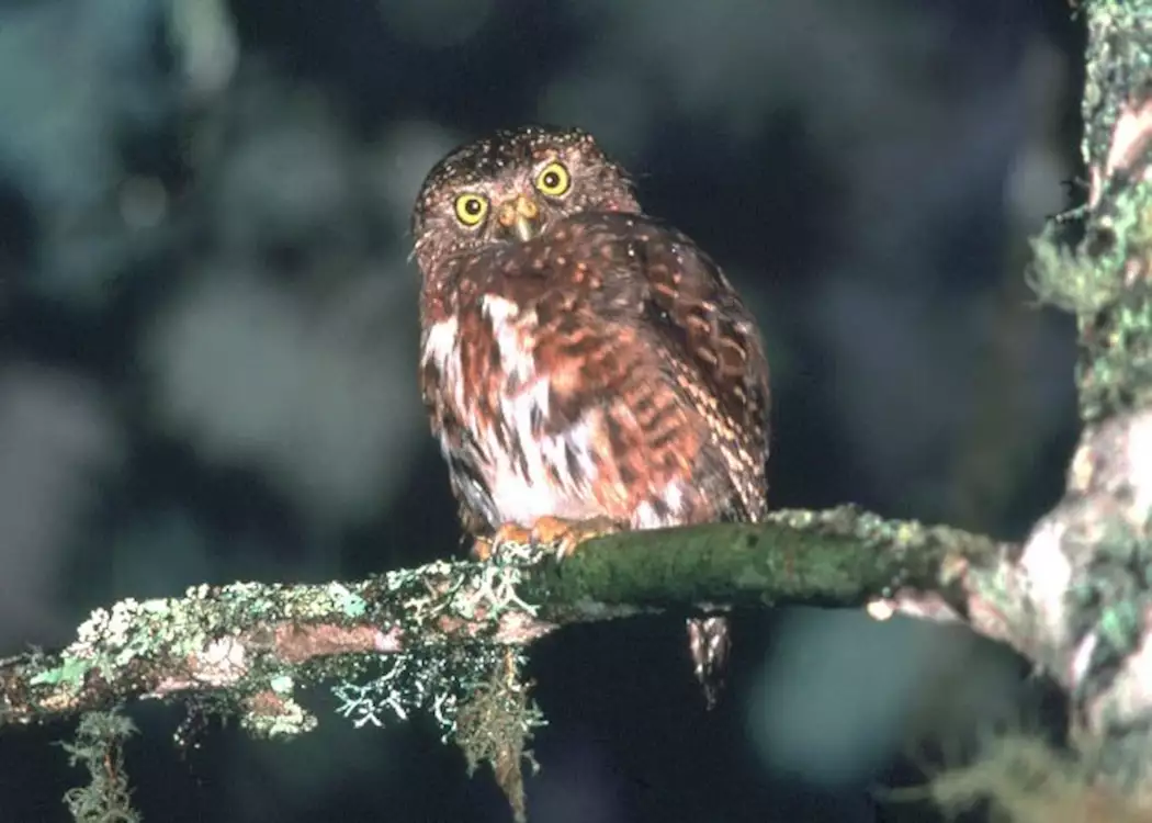 Andean Pygmy Owl, San Gerardo de Dota, Costa Rica