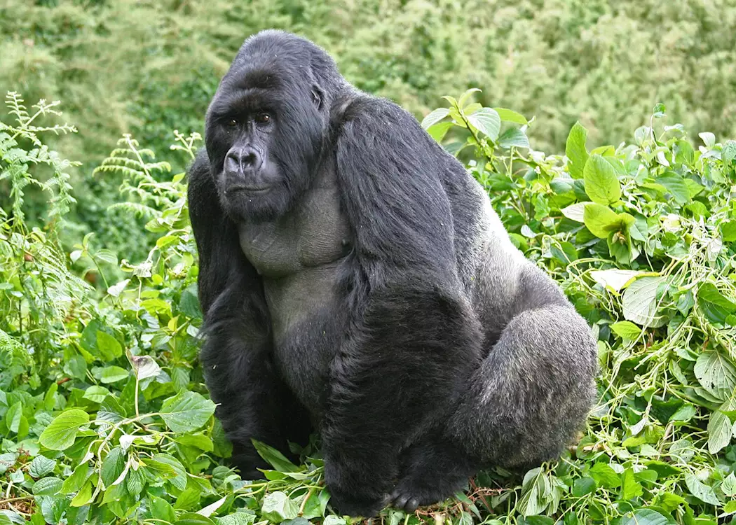 Silverback gorilla, Volcanoes National Park