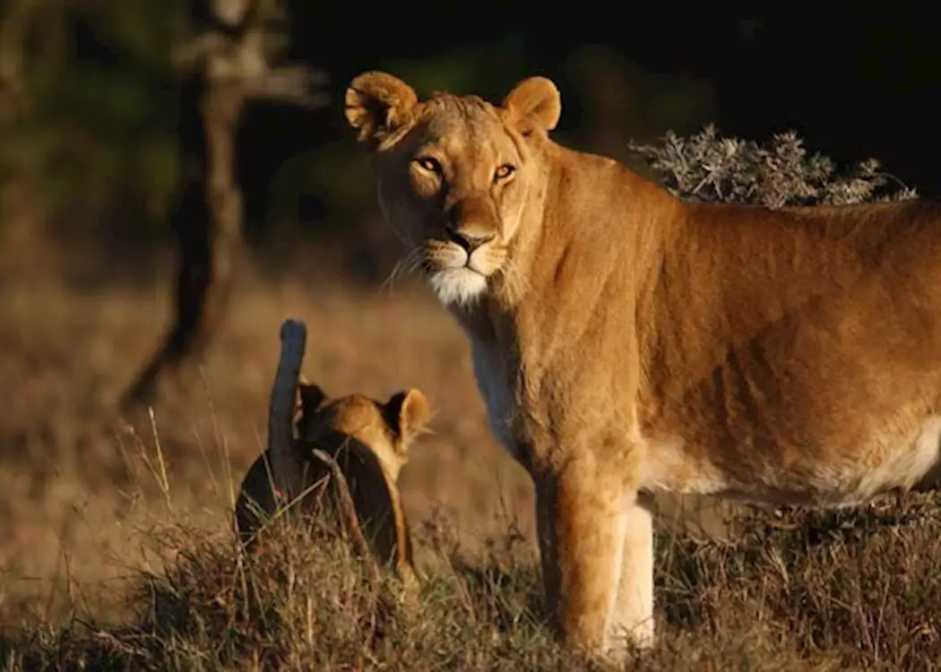 Lioness and cub on Ol Pejeta