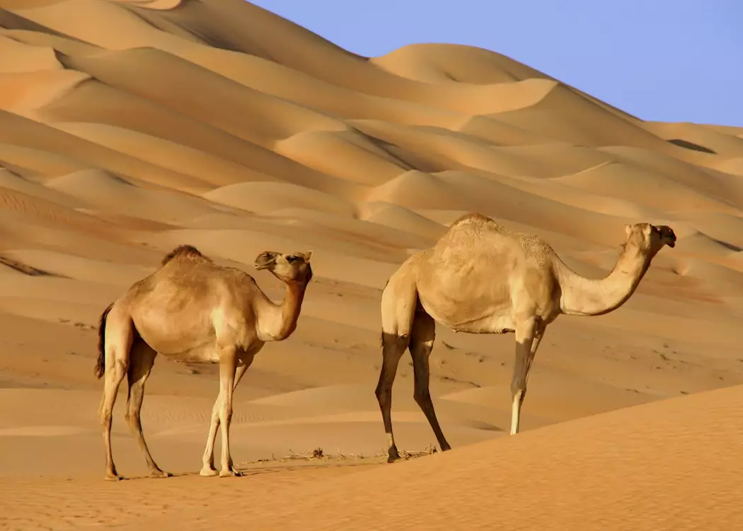 Camels, the Wahiba Sands