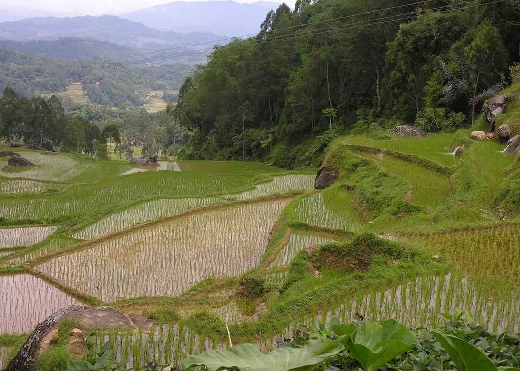 Rice terraces, Tanah Toraja, Indonesia