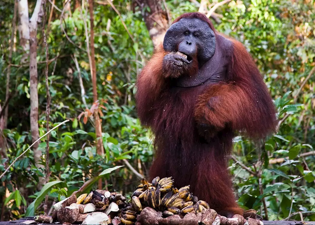 Orangutan at Sepilok Orangutan Sanctuary, Sandakan, Malaysian Borneo