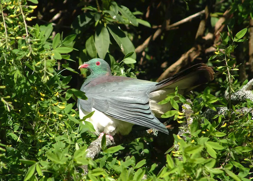 New Zealand pigeon, Glenorchy