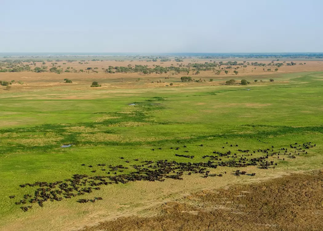 Herd of buffalo in the Kafue National Park