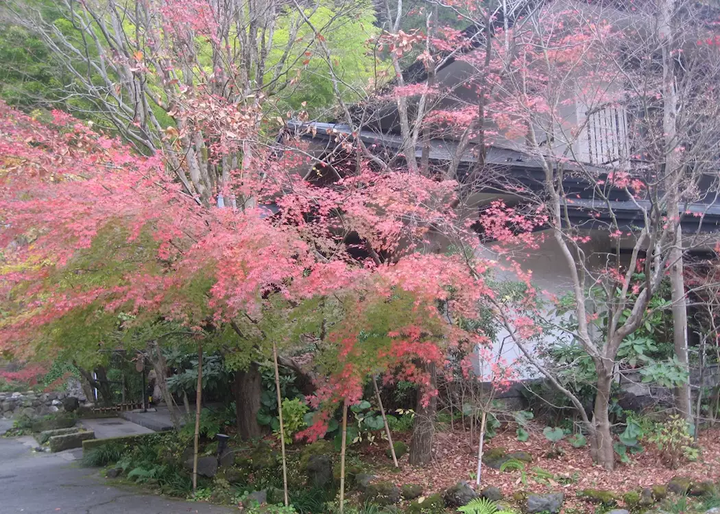 Autumn colours, Kurokawa, Japan