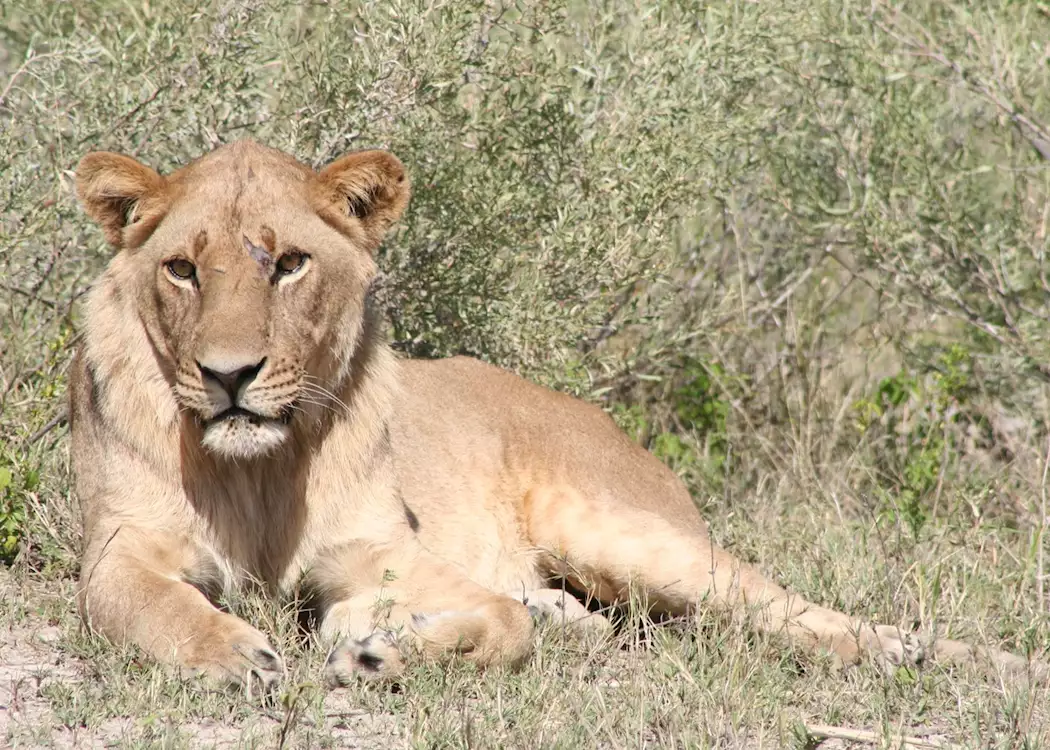 Young male lion, Kwara Concession