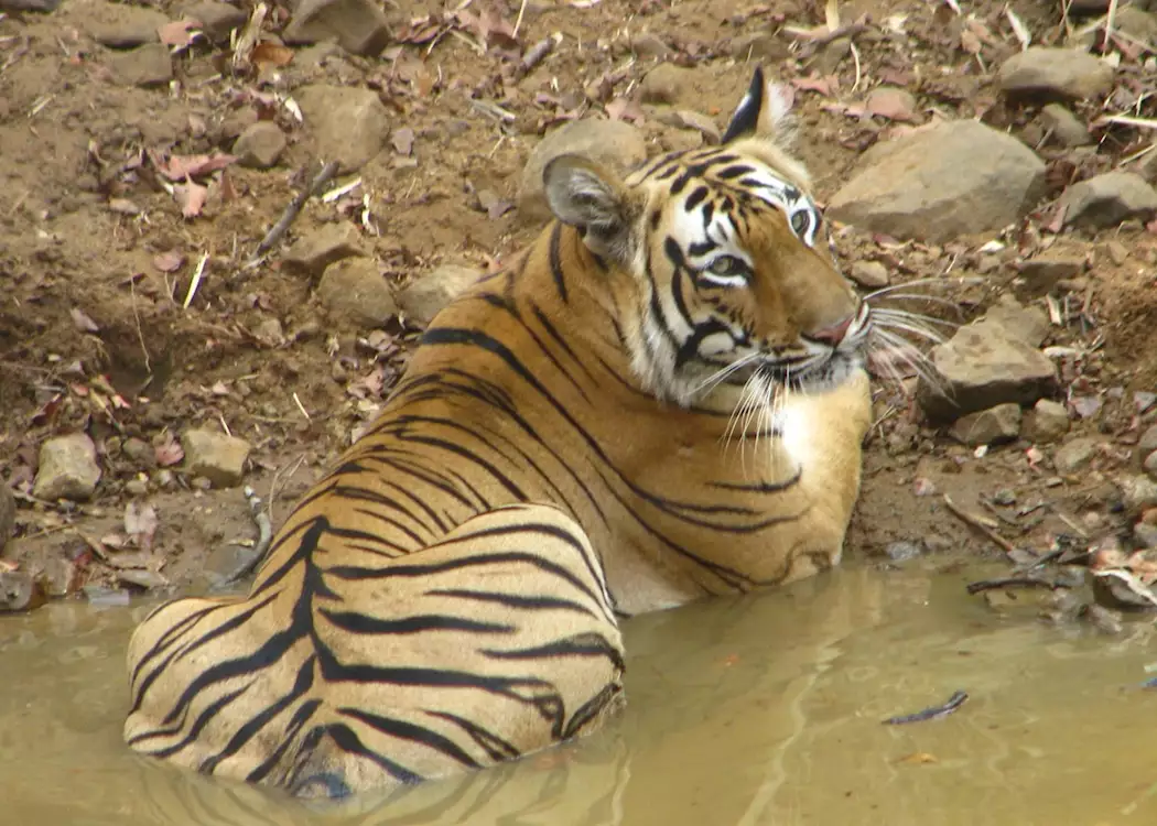 An adult male Bengal tiger resting in a water body