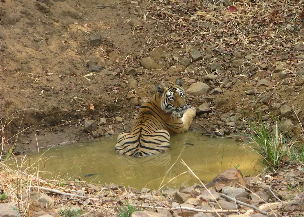 A male tiger spotted on a morning safari at Tadoba National Park
