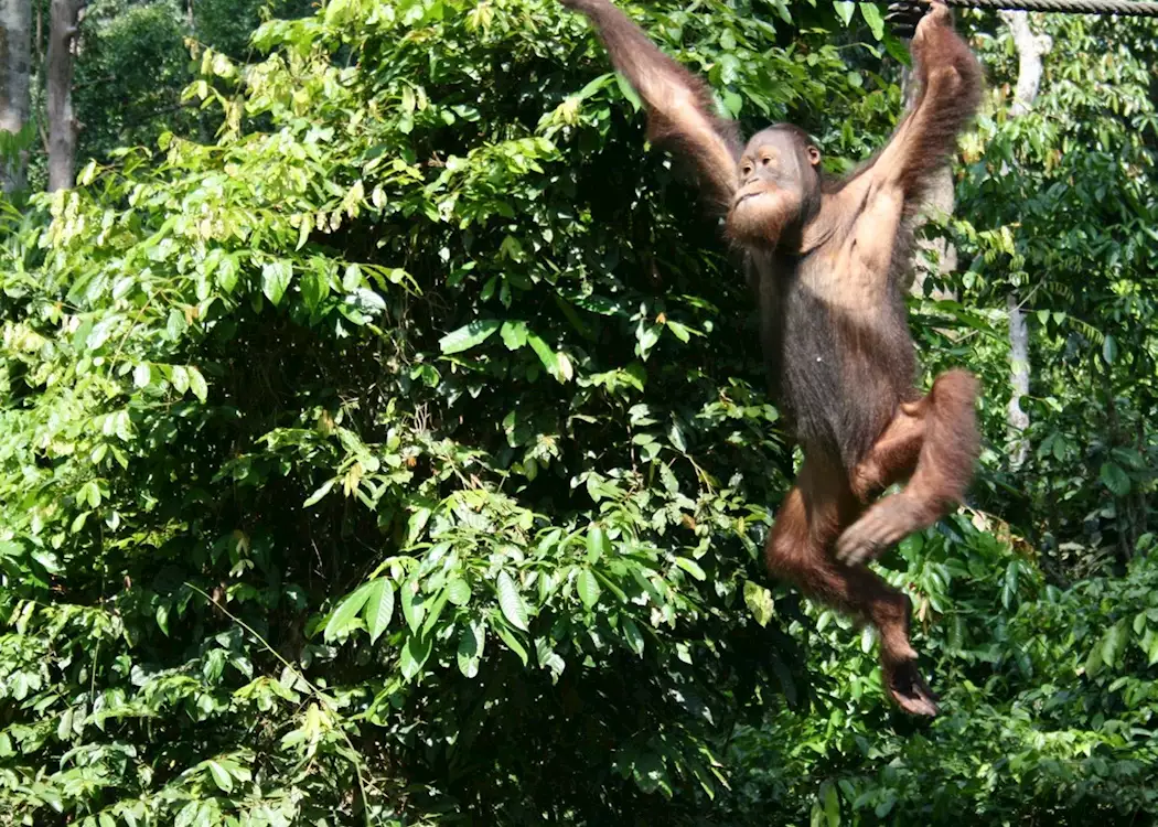 Orangutan at Sepilok, Sandakan, Malaysian Borneo