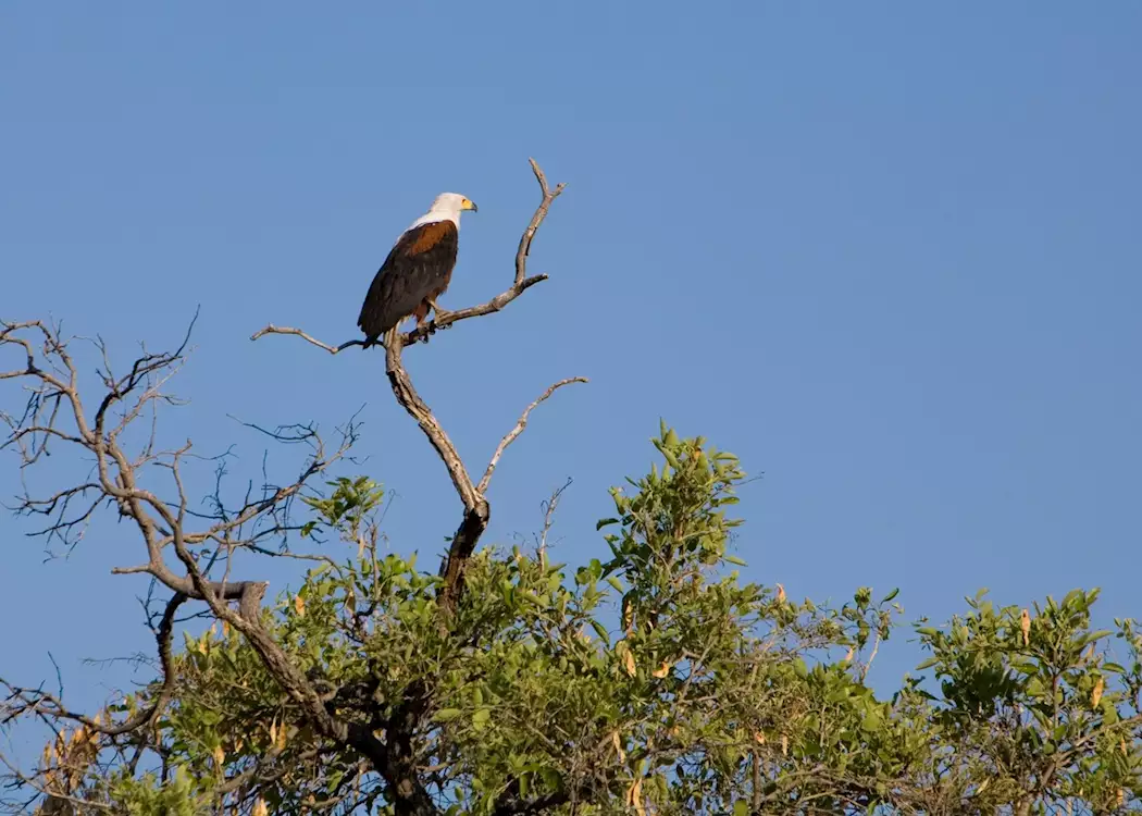 Fish eagle, Popa Falls