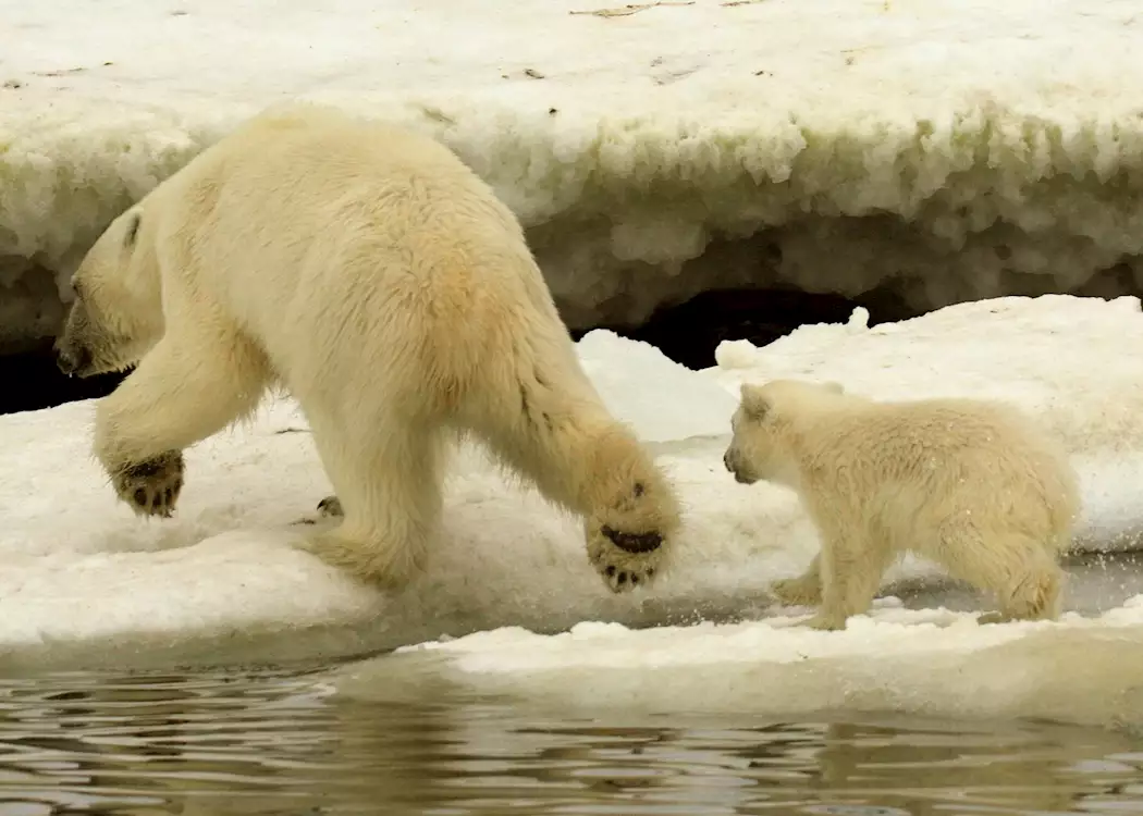 A mother leads her cub over the ice