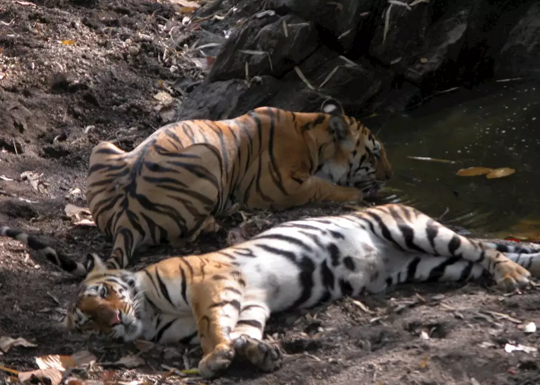 Resting by a waterhole, Kanha