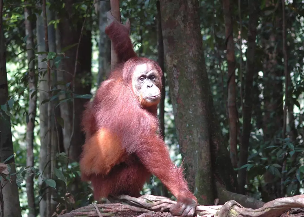 Orangutan, Bukit Lawang, Indonesia