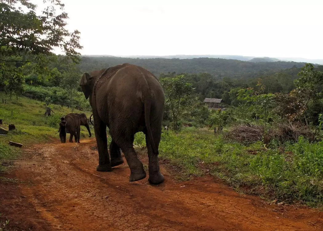 Elephants at the ELIE project, Mondulkiri