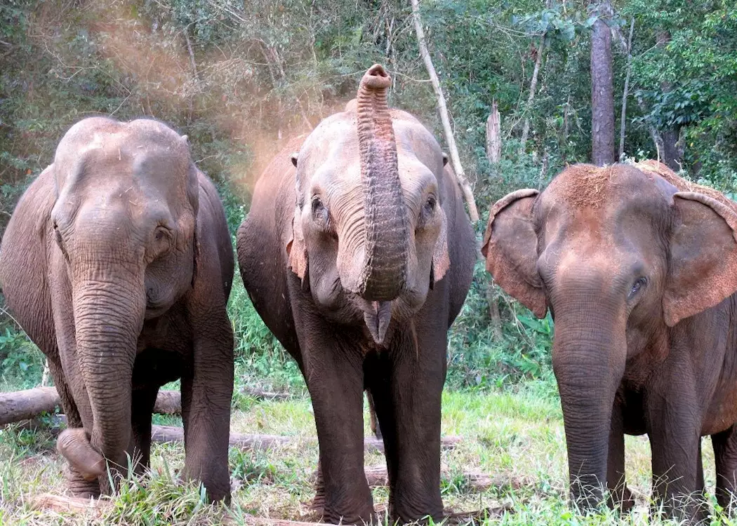Elephants at the ELIE project, Mondulkiri