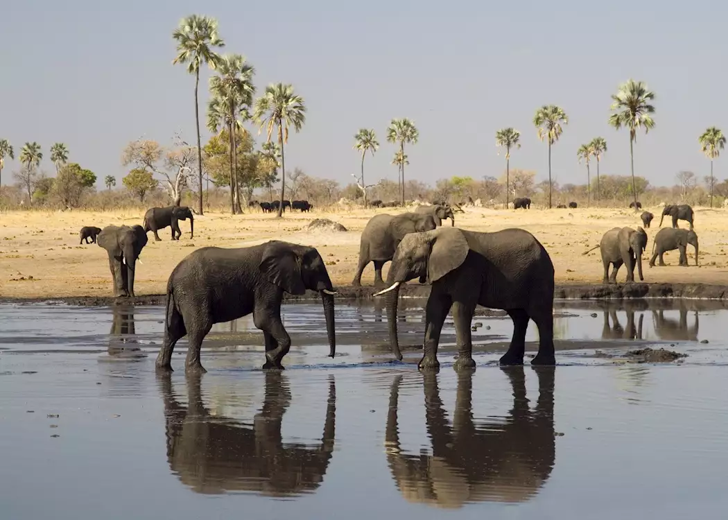 Elephants at a waterhole in Hwange National Park