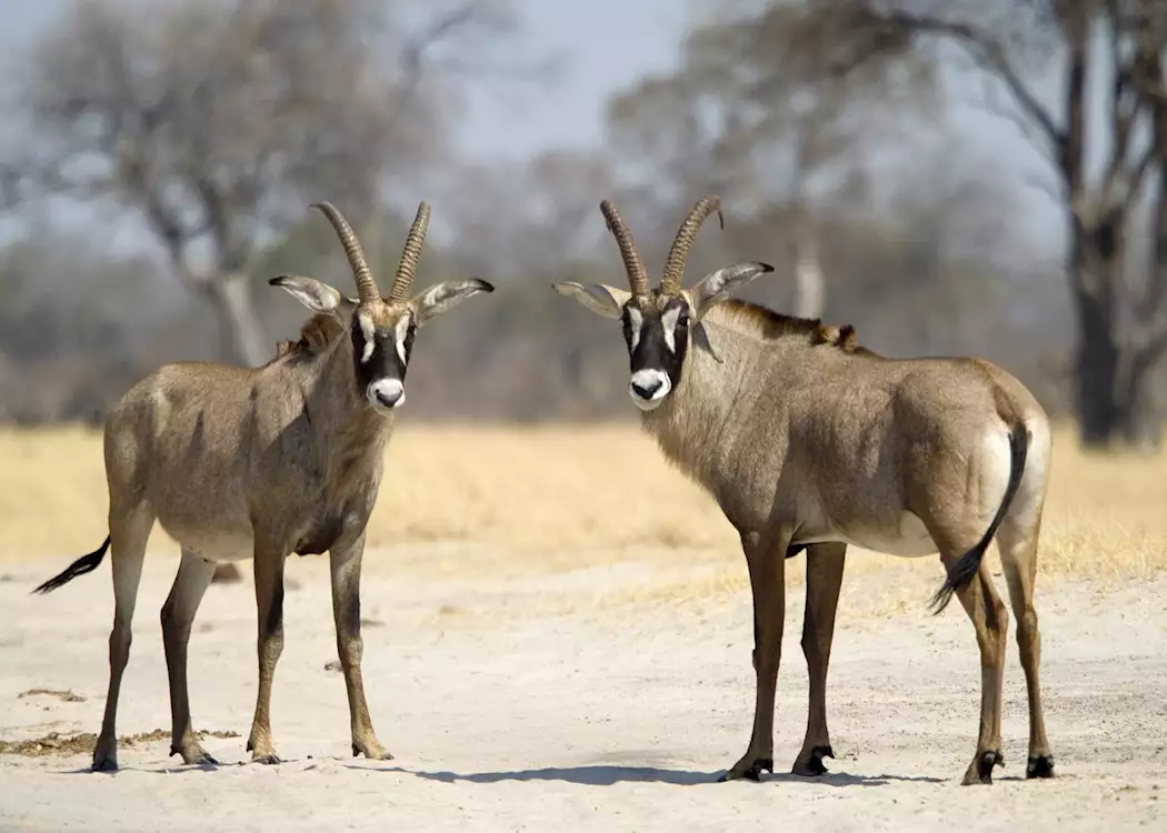 Roan antelope in Hwange National Park