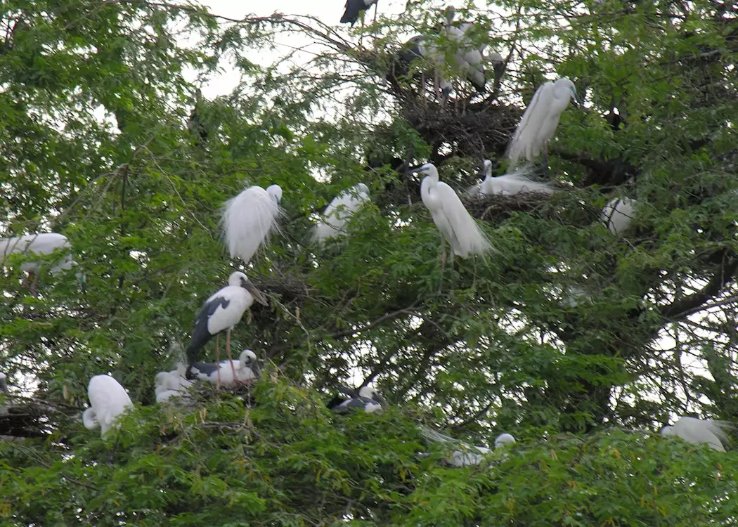 Bharatpur Bird Sanctuary