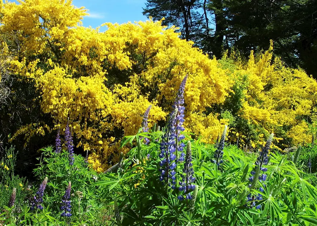 Flora near Bariloche, Argentina