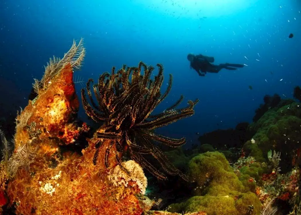 Underwater scene around Komodo, Indonesia