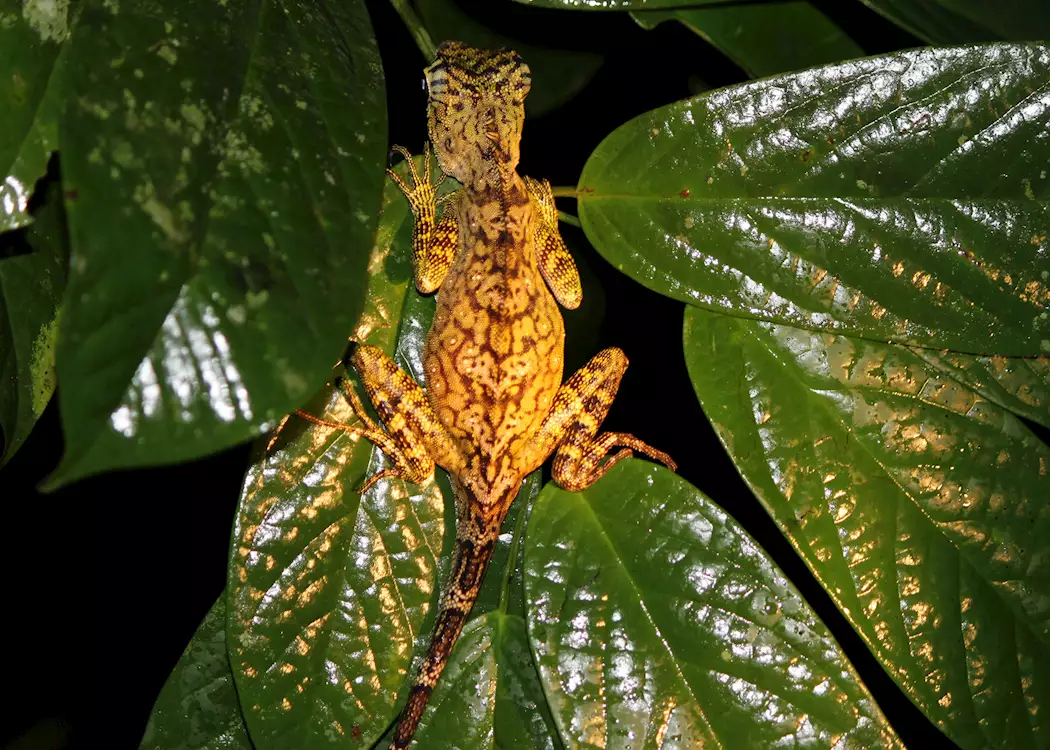 Bornean angle-headed lizard, Danum Valley, Malaysian Borneo