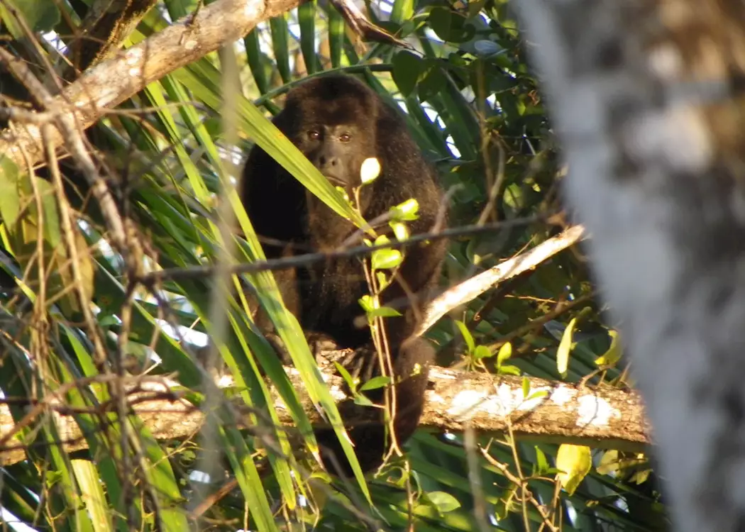 Black Howler Monkey, Lamanai Outpost, Belize