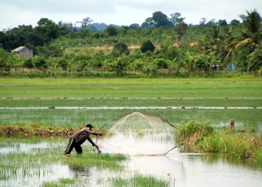 Fishing in the paddy fields, Cambodia