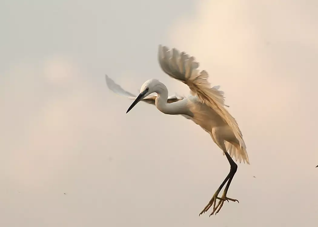 Egret in flight, Lake Mburo