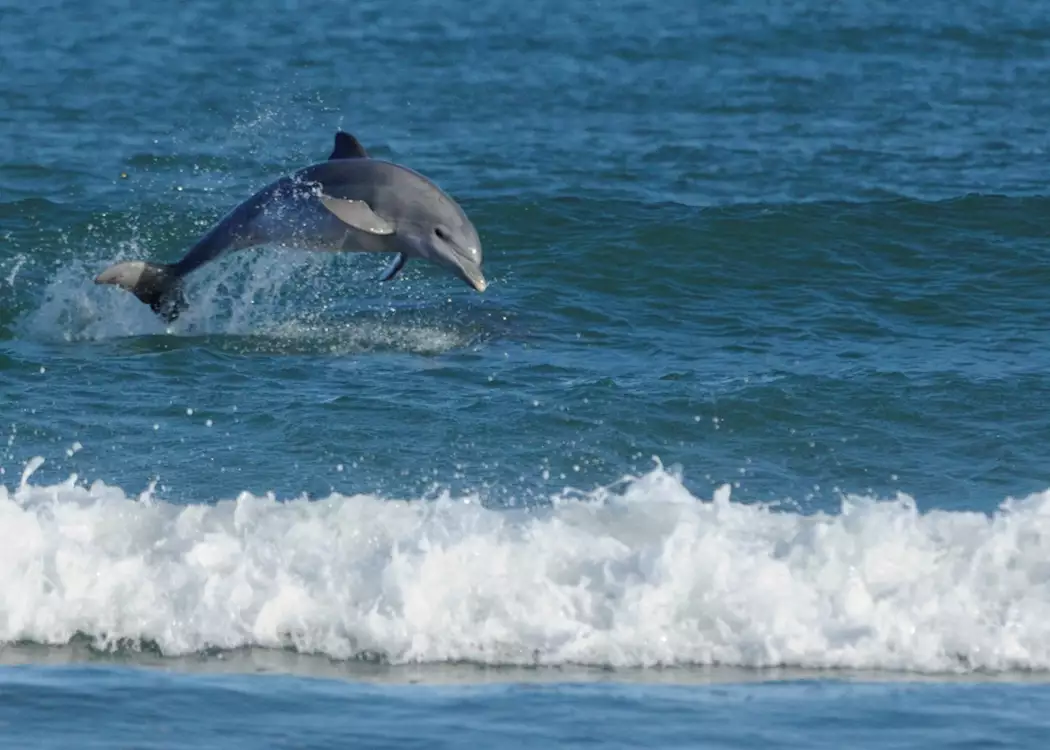 Dolphins playing in the surf, Plettenberg Bay