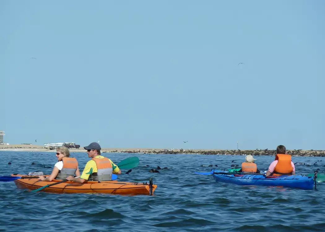 Kayaking With Seals, Pelican Point