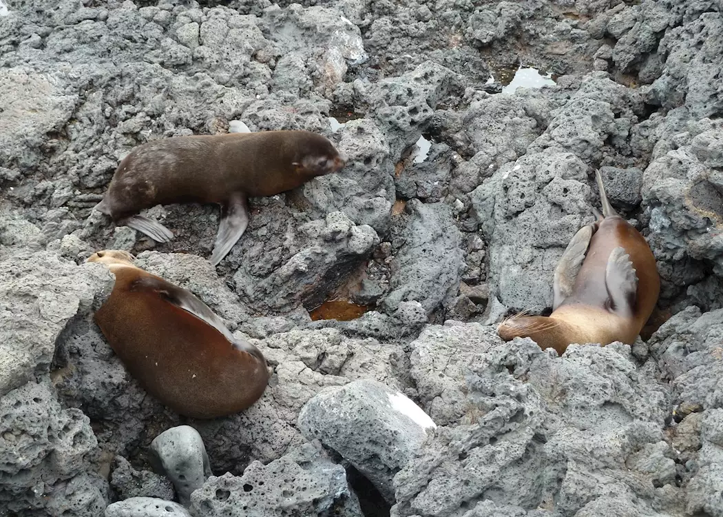 Sea lion pups, Galapagos Islands, Ecuador