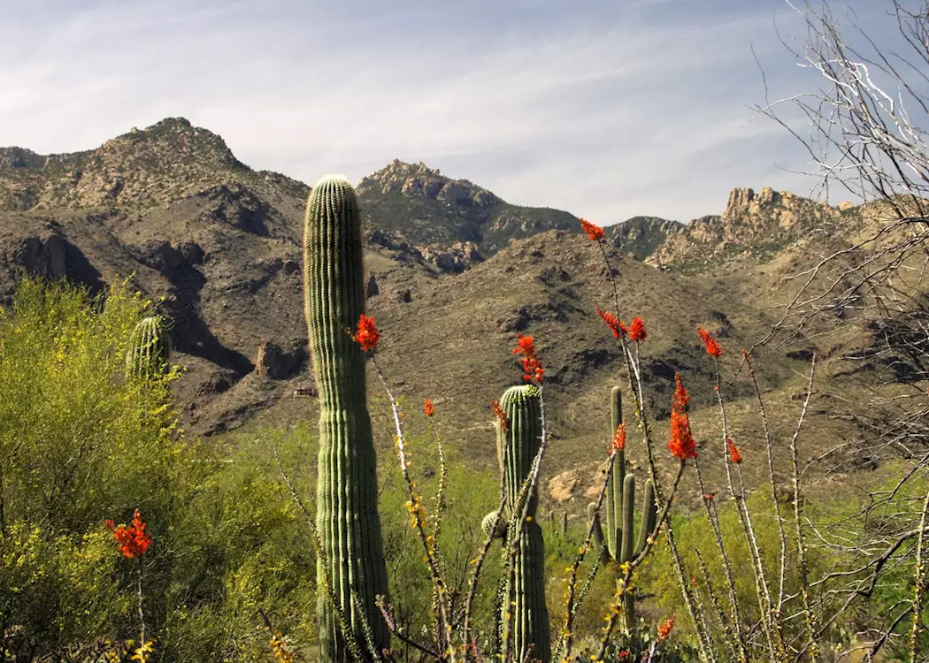 The desert landscape near Tucson
