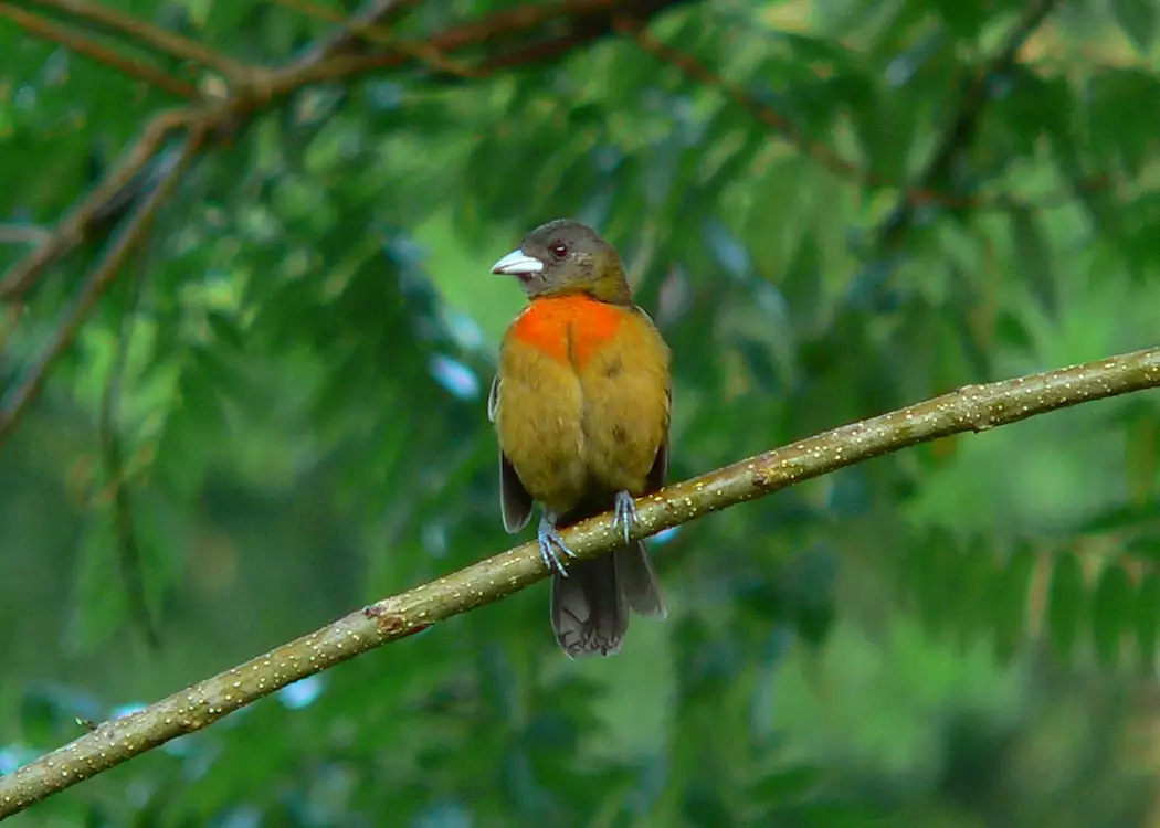Birding in Costa Rica