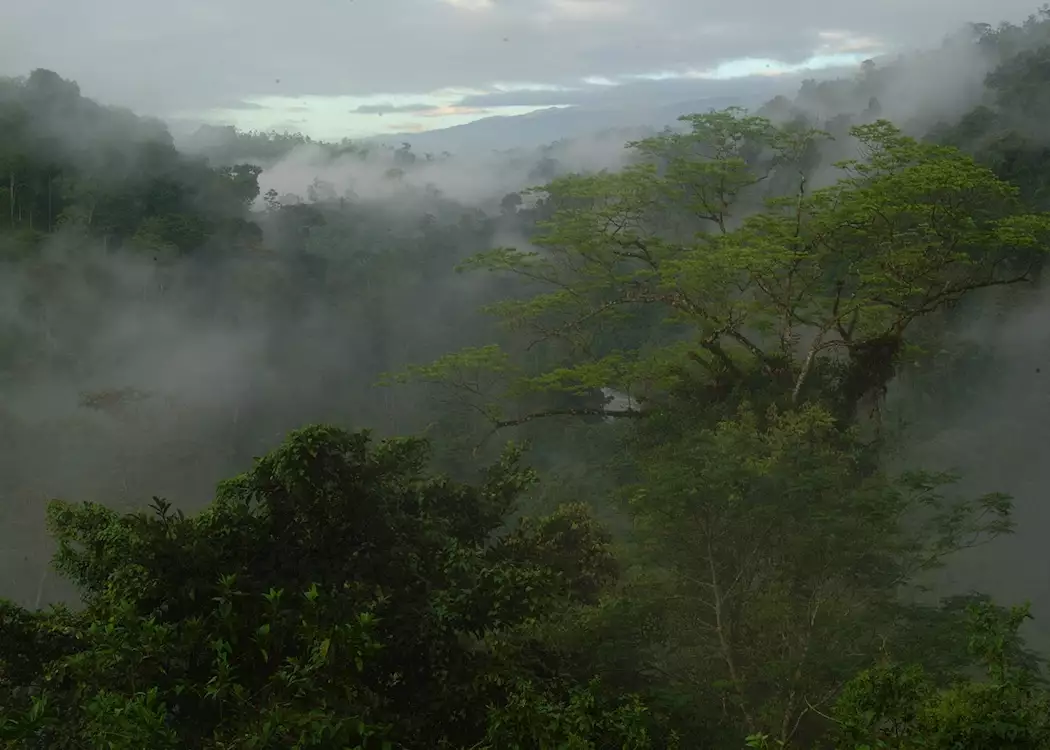 Misty Cloud Forest In Costa Rica Stock Photo - Download Image Now