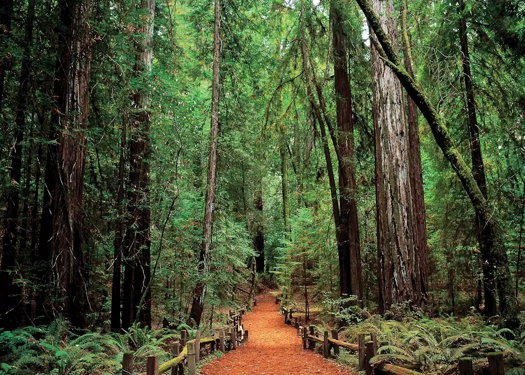 Armstrong Redwoods State Natural Reserve, northern California