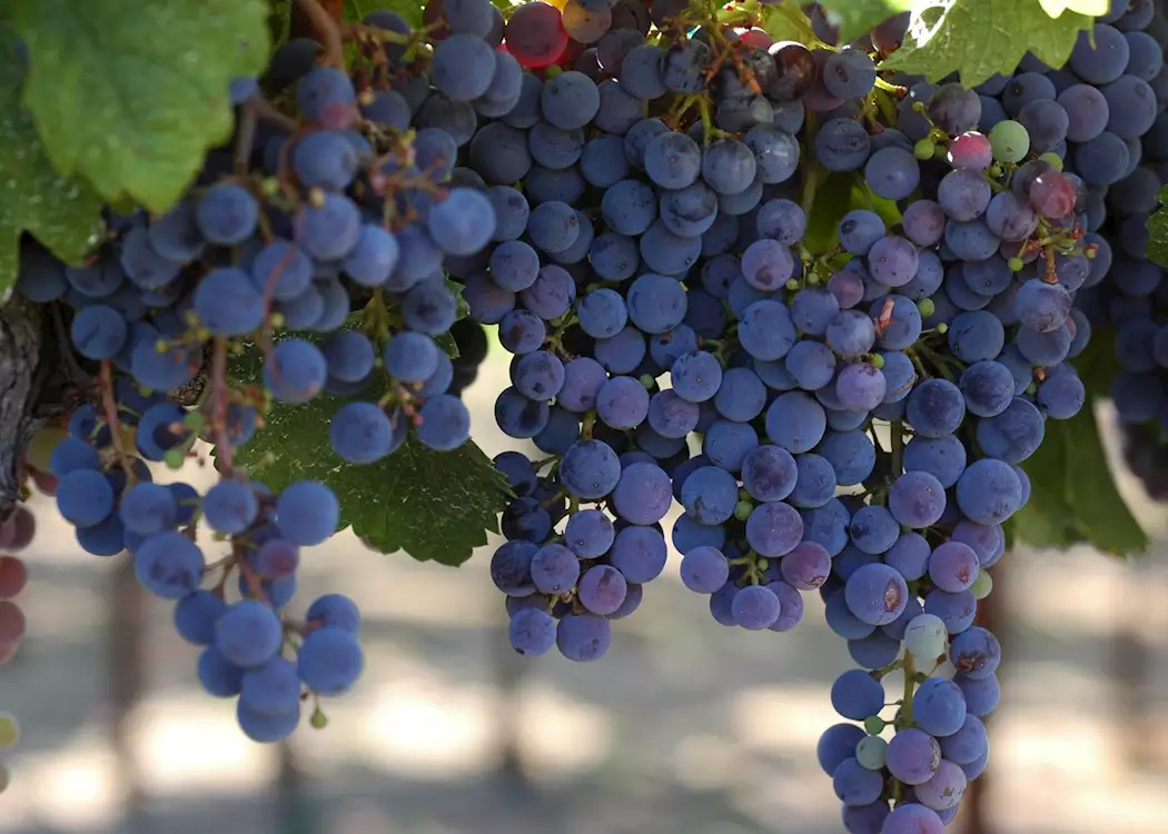 Sonoma County grapes