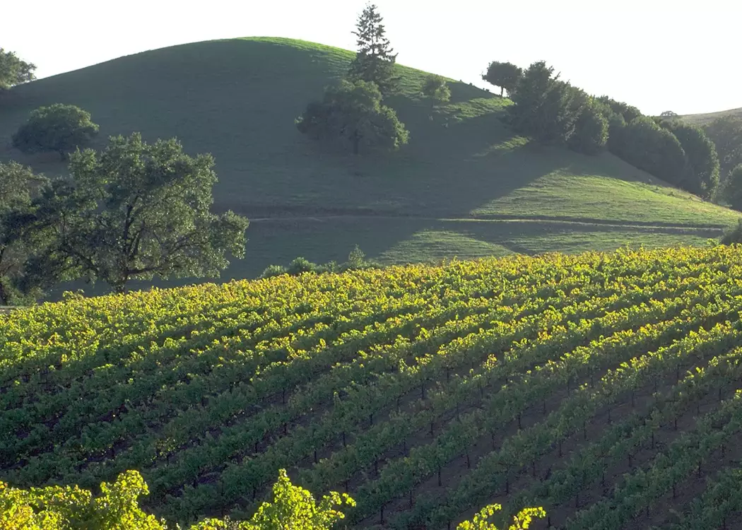 Vineyards in the Napa Valley