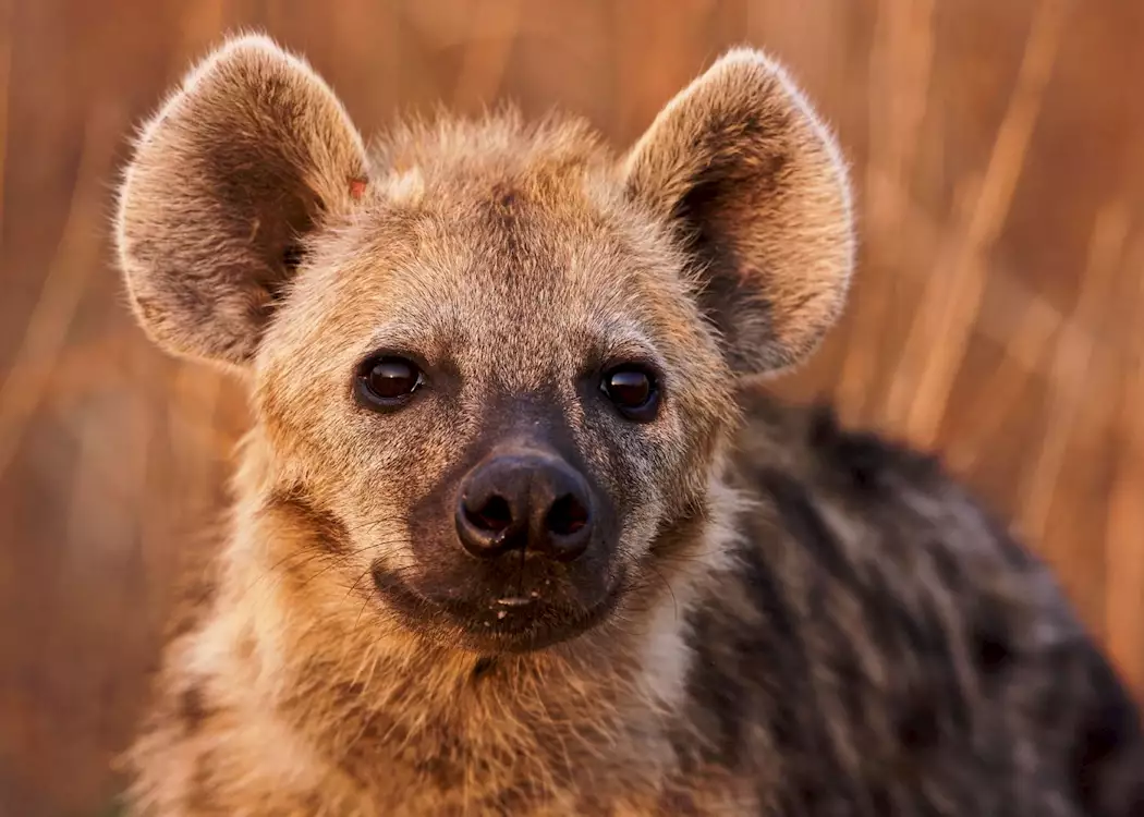 Hyena in the Luangwa Valley