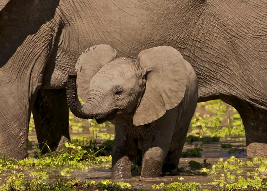 Baby elephant in the Luangwa Valley